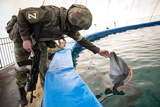 Naval News: Россия усилила защиту Севастополя боевыми дельфинами