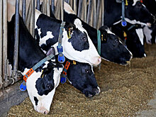 В Минсельхозе нашли способ, как обеспечить страну своим молоком