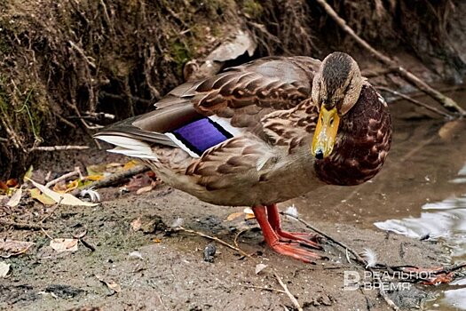 В Татарстане открылся сезон охоты на водоплавающую и боровую дичь