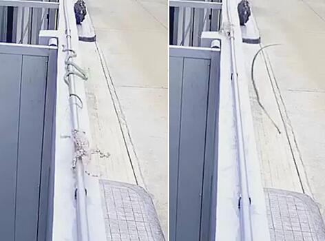 Драматичная погоня ящерицы за змеёй попала на видео в Тайланде