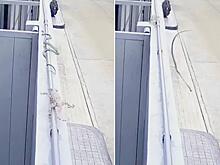 Драматичная погоня ящерицы за змеёй попала на видео в Тайланде