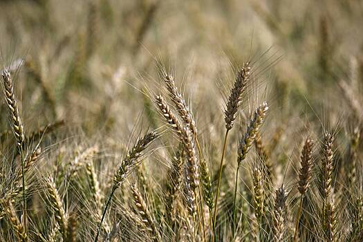 Готовность Египта продолжить импорт российского зерна оценили