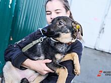 Россия отправила в Донбасс 15 тонн гумпомощи кошкам и собакам