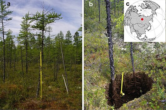 Красноярские биологи изучили процесс восстановления деревьев после пожаров