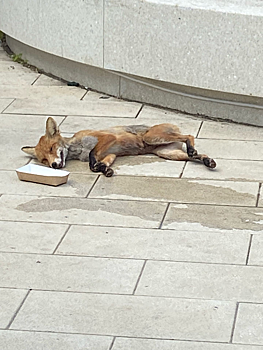 Больного лисенка без хвоста нижегородцы обнаружили около канатной дороги