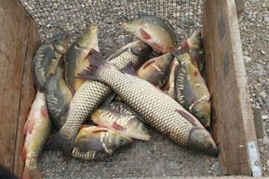 Россельхознадзор уничтожил санкционную рыбу в Уфе