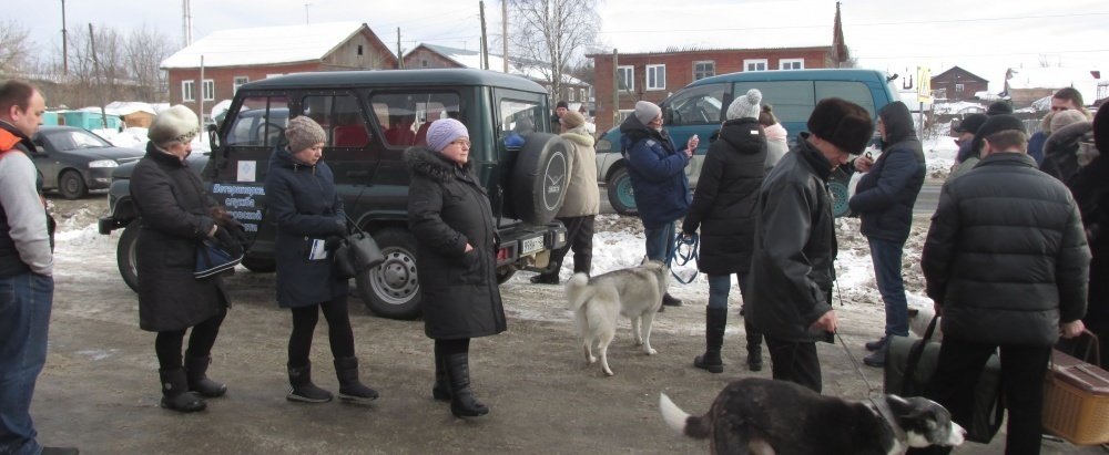 С начала года в Кировской области от укусов собак и кошек пострадали 317 человек