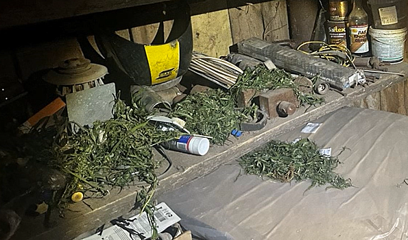 Житель Бугуруслана незаконно выращивал коноплю на своем участке