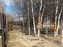 Чаща в центре города: в соцсетях пожаловались на подход к озеленению в Ноябрьске
