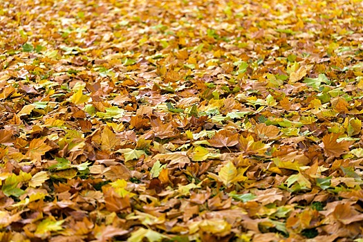 Жителей Подмосковья предупредили об опасности фотосессий в опавших листьях