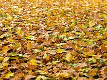 Жителей Подмосковья предупредили об опасности фотосессий в опавших листьях