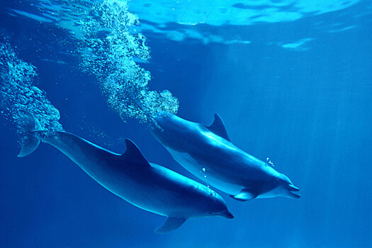 Биологи обнаружили, что самцы дельфинов совместно защищают самок