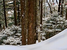 Халатность лесничего обошлась муниципальной администрации в Приморье в 2 миллиона рублей