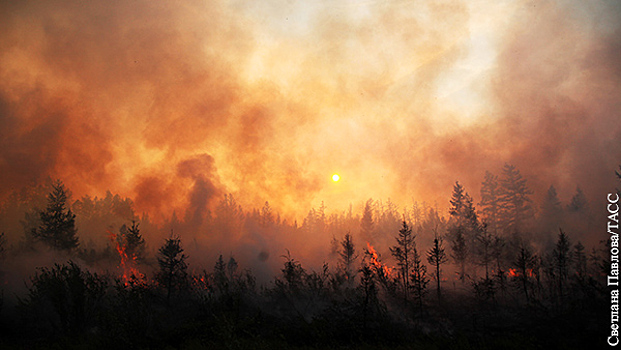 Россия выдержала испытание лесными пожарами