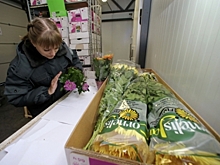 Россельхознадзор в Подмосковье обнаружил цветочный трипс в срезах гвоздик из Италии