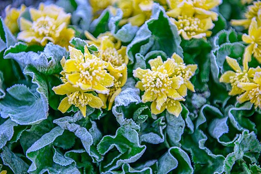 Роман Вильфанд: похолодание приближается к Краснодарскому краю