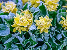 Роман Вильфанд: похолодание приближается к Краснодарскому краю