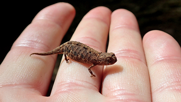 Посмотрите на самую маленькую рептилию в мире