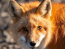 Зоолог рассказал, как себя вести при встрече с лисой в городе