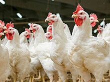 Национальная мясная ассоциация предложила Минсельхозу ограничить продажу живой птицы