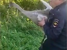 Под Гвардейском полицейские спасли лебедя от гибели на дороге