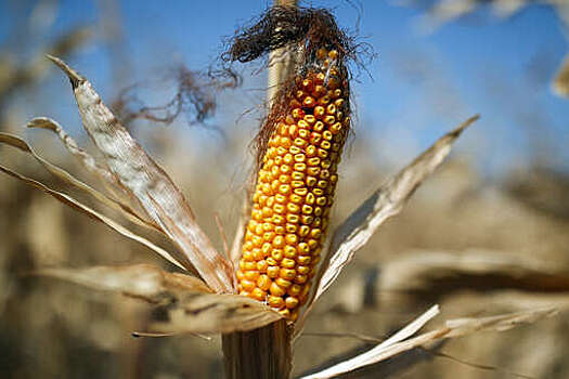 "Ведомости": рекордный уровень микотоксинов образовался из-за проблем с уборкой кукурузы