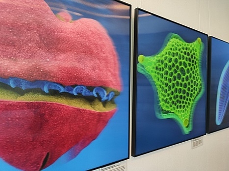 В Музее Мирового океана покажут уникальные 3D-фотографии микроорганизмов