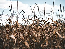 Ученые Абхазии и России займутся совместным изучением новых болезней растений