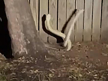 Два питона схлестнулись в битве за самку и напугали людей