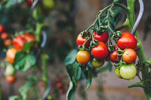 «Золотая» ягода: почему помидоры такие дорогие, цены по регионам