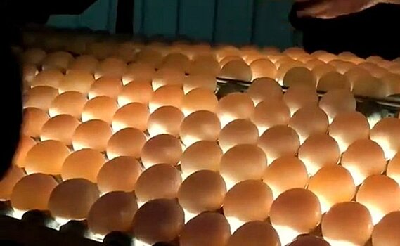 Под Казанью рабочие птицефабрики пытались украсть 1,5 тысячи яиц