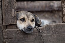 По сообщениям о жестоком обращении с собаками в деревне Кашабеги Завьяловского района проводится проверка
