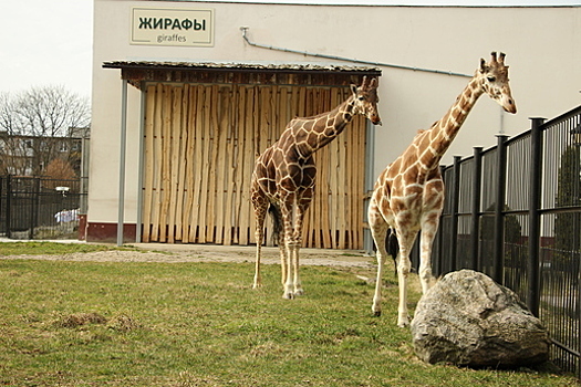 Догонялки, потасовки и забота: шесть историй любви животных Калининградского зоопарка