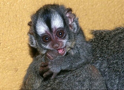Боливийский мирикини впервые родился в зоопарке