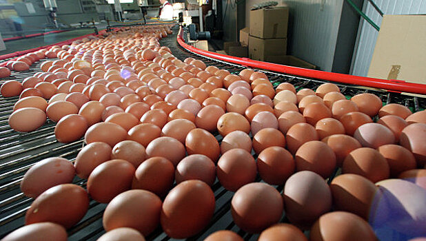 Куриные яйца снижают риск инсульта
