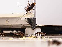 Эксперт: Из-за тараканов у соседа можно потребовать компенсацию морального вреда