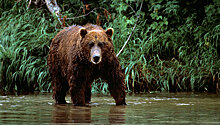 В Хабаровском крае медведи съели выпавшую из фуры рыбу