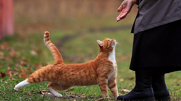 Нечеловеческая любовь: россияне разоряются ради кошек