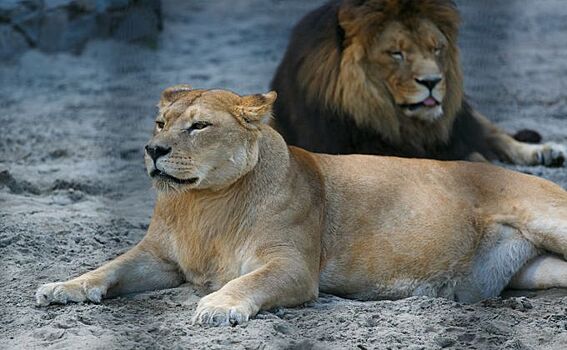 День льва отметят в Новосибирском зоопарке