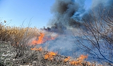 Названа причина пожара в камышинском лесопитомнике в Волгоградской области