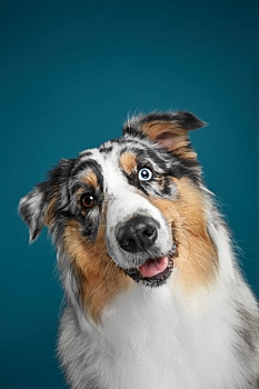 Российские фотографы сделали портреты собак, которые удивят вас