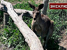 В зоопарке под Ростовом призвали не ловить самостоятельно кенгуру-беглеца