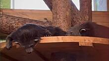 «Не грусти, я рядом»: в столичном зоопарке показали «сладкую парочку» бинтуронгов
