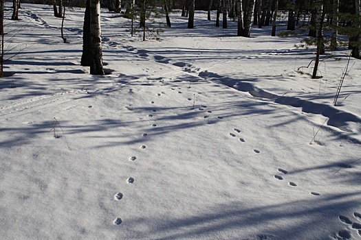 Зимнюю экскурсию по парку «Кузьминки-Люблино» устроят 16 февраля