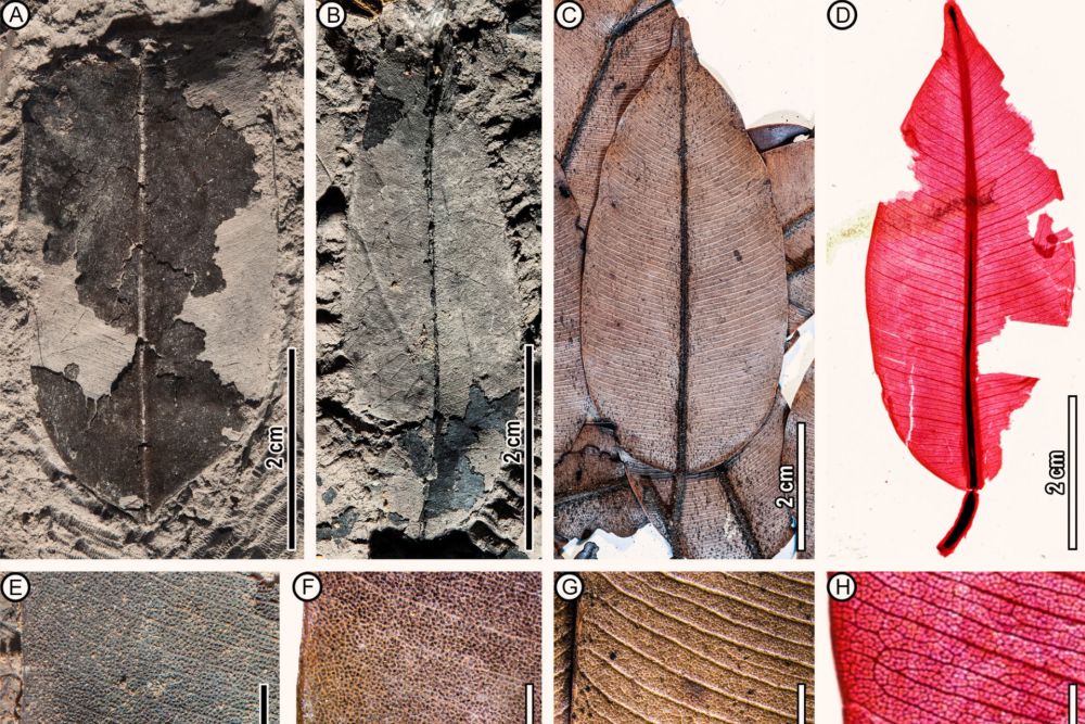 Впервые найдены окаменелости живых тропических деревьев
