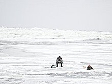 Полсотни российских рыбаков оказались на оторванных льдинах в Финском заливе