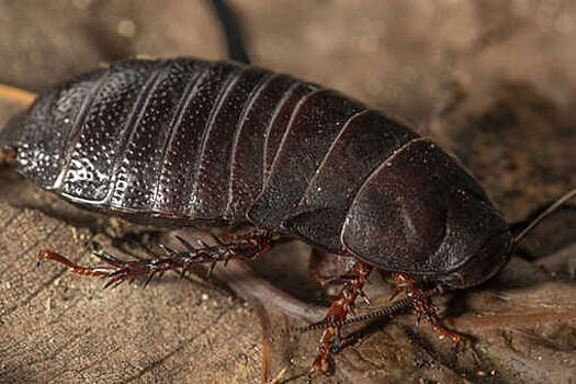 Вымерший 80 лет назад таракан был вновь найден в Австралии