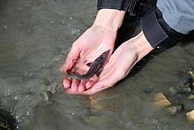 Спасти сибирского осетра: нефтяники выпустили в реки Сибири 3 миллиона мальков