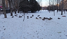 Стая уток не спешит покидать парк в Дзержинском районе Волгограда