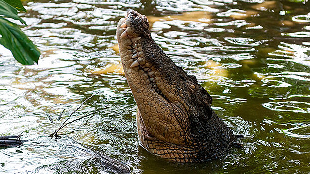 Огромный аллигатор грубо вырвал добычу у рыбака: видео